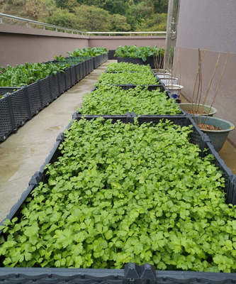 GARTEN-Pflanzer-Kasten-lange Nutzungsdauer des Hinterhof-0.5mm-16.0mm starker Plastik