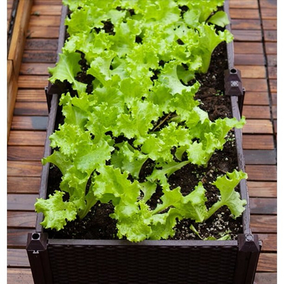 CER ISO9001 Polypropylen-Pflanzer-Kasten-angehobene Garten-Bett-Pflanzer-Plastikausrüstung